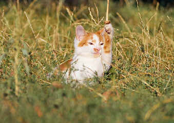 Kitten playing in the grass.