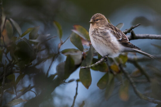 Twite - Bergh&auml;nfling - Carduelis flavirostris ssp. flavirostris, Germany (Niedersachsen), male