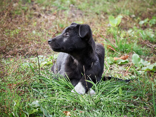 Black puppy on the grass .