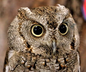 Head shot of Eastern screech owl with eyes wide open. Megascops asio.