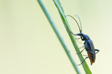 Macro image of an insect in Germany