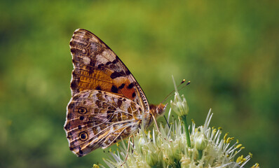 Colorful butterfly on a flower.