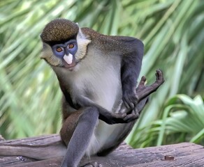 Guenon monkey picking at foot.