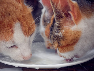 Domestic cats drinking milk, closeup.