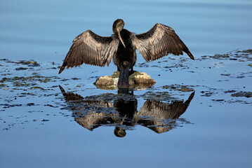 Male Anhinga drying it's wings with reflection. Anhinga anhinga.