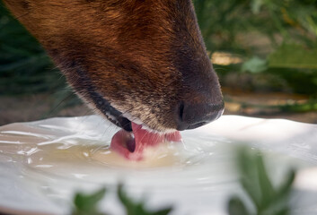 Domestic dog drinking milk, closeup.