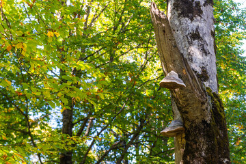 Wild wet mushrooms on log of tree