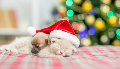 Fototapeta na wymiar Toy terrier puppy and kitten sleep together with Christmas tree on background. Empty space for text