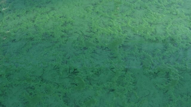 Spirulina, algae, 4K, slow motion