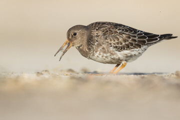 Purple Sandpiper - Meerstrandläufer - Calidris maritima, Germany (Niedersachsen), 1st winter