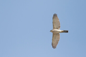 Shikra - Schikra - Accipiter badius ssp. cenchroides, Tajikistan, adult, female