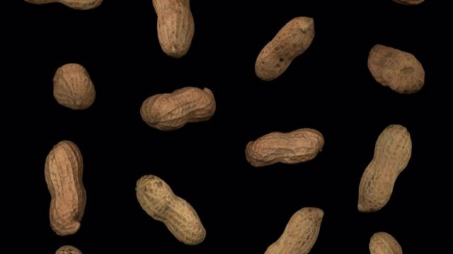Realistic render of falling peanut pods on transparent background (with alpha channel). The video is seamlessly looping, and the objects are 3D scanned from real peanuts.
