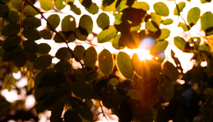 Bokeh photo of the shadow of leaves swaying from the wind blowing gently wit h sunlight on the sky...