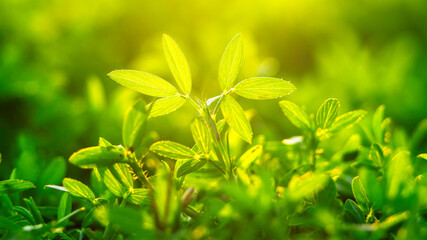 The nature view of green leaf on blurred greenery background in garden with sunbeam in spring.