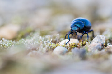Macro image of an insect in Germany