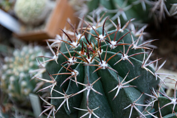 Naklejka na ściany i meble Small cactus in a garden