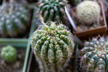 Small cactus in a garden