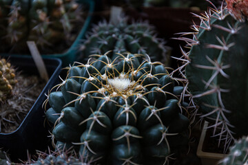 Small cactus in a garden