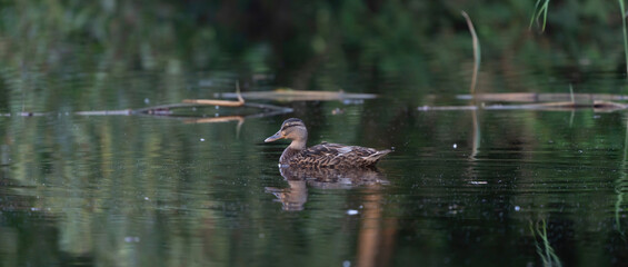 Female wild duck. Portrait at sunrise of a duck with reflection in green water. Long cover or social media