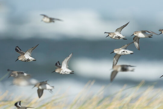 Dunlin - Alpenstrandl&auml;ufer - Calidris alpina, Germany (Hamburg), adult, moulting into non-breeding plumage