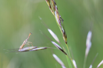 Macro image of an insect in Germany