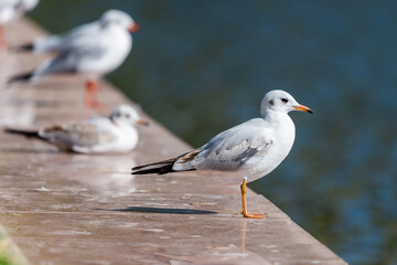 Seagulls are birds in the family Laridae