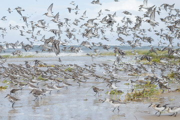 Dunlin - Alpenstrandläufer - Calidris alpina, Germany (Hamburg), at high-tide roost with Sanderling and Red Knot