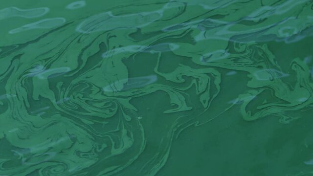 Spirulina, algae, 4K, slow motion