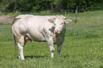 A white Charolais beef cows grazing in a green grassy pasture looking curiously at the camera