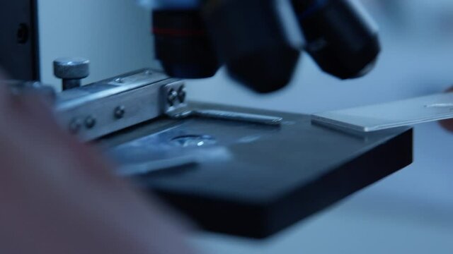 Spirulina, microscopen