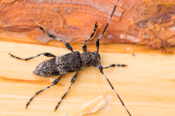 Macro image of an insect