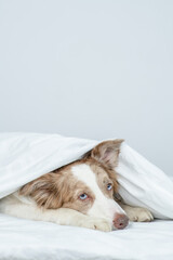 Border collie puppy lies under white blanket on a bed at home. Empty space for text