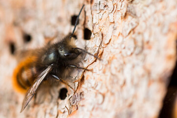 Macro image of an insect in Germany