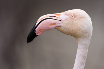 Fototapeta premium Greater Flamingo, Phoenicopterus roseus