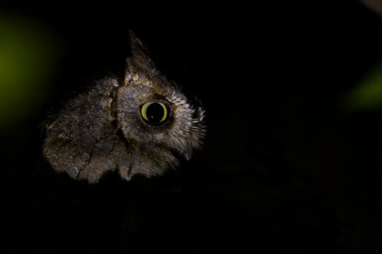 Eurasian Scops-Owl - Zwergohreule - Otus scops scops, France (Corsica), adult