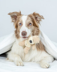Cute Border collie puppy lying under white blanket on a bed at home and holding favorite toy bear in it mouth