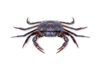Ricefield crab (Freshwater crab) isolated on white background with clipping path.