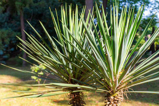 Yucca plants or Yucca gloriosa with long thin sword shaped leaves