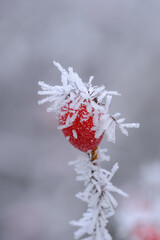 Makro: Eine rote Hagebutte mit Raureif und Eiskristallen im kalten Winter-Frost