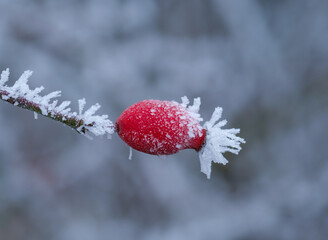 Eine Hagebutte mit Eiskristallen im Strauch einer Heckenrose (lat. Rosa canina) mit Raureif und Eis...
