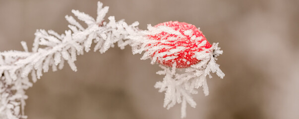Eine rote Hagebutte im Strauch einer Heckenrose (lat. Rosa canina) mit Raureif und Eiskristallen im kalten Winter-Frost bei warmen Licht