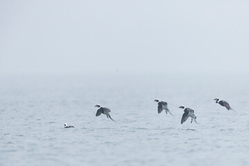 Long-tailed Duck - Eisente - Clangula hyemalis, Germany (Mecklenburg-Vorpommern), adult, male