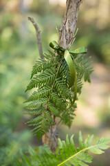 Sprigs of bracken fern with green ribbon attached to trees as markers