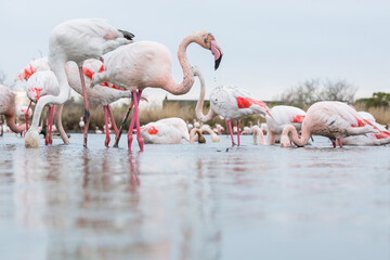 Greater Flamingo, Phoenicopterus roseus