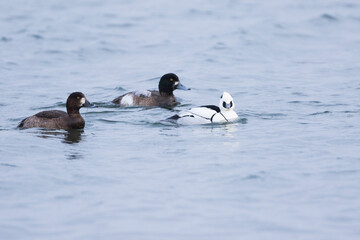 Naklejka premium Smew - Zwergsäger - Mergellus albellus, Germany, adult, male, with Greater Scaup, 2nd cy