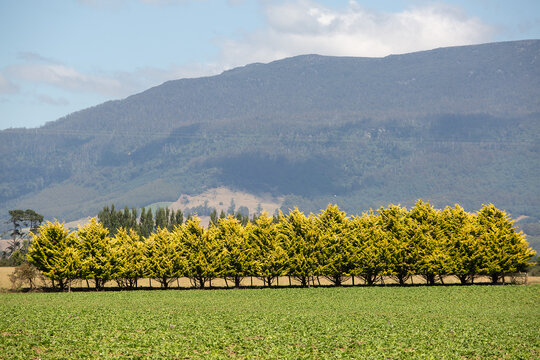 Trees planted in a hedgerow and a windbreak to protect pasture from wind and erosion on a farm