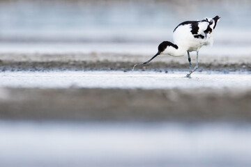 Pied Avocet - Säbelschnäbler - Recurvirostra avoseta, Germany (Schleswig-Holstein), adult