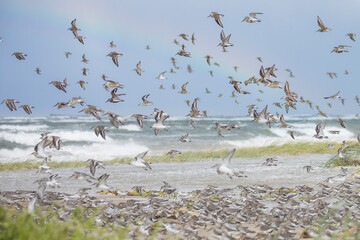 Sanderling - Sanderling - Calidris alba, Germany (Hamburg), at high-tide roost with Dunlin and Red Knot