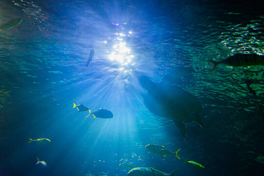 Sea turtle silhouette against blue sunlight
