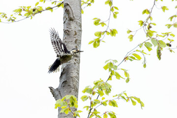 White-backed Woodpecker, Dendrocopos leucotos leucotos